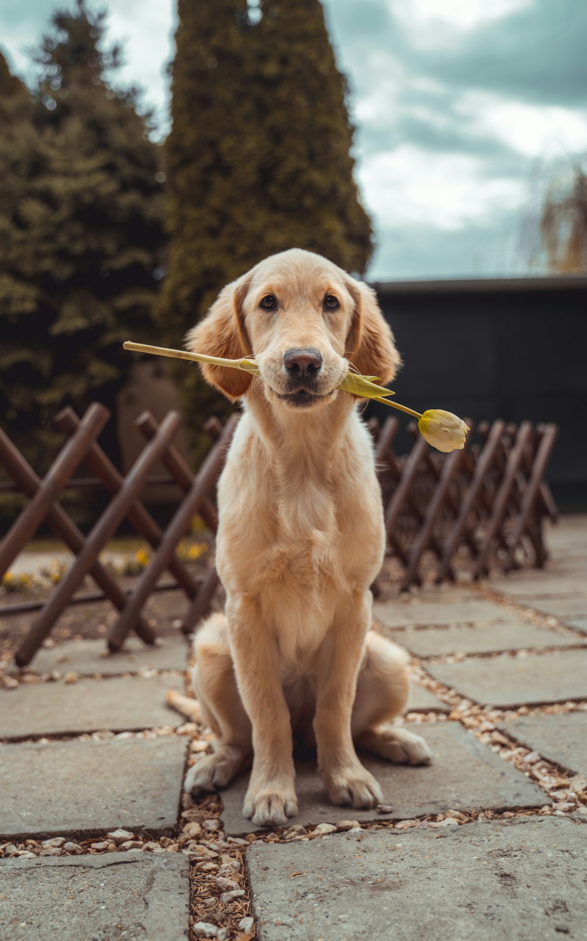 A golden retriever outdoors in warm sunlight