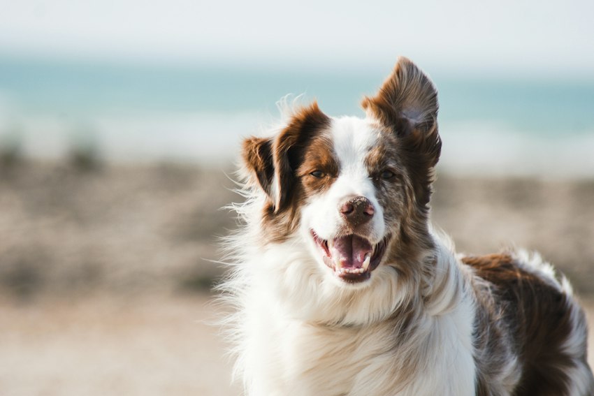 A dog in a calm setting